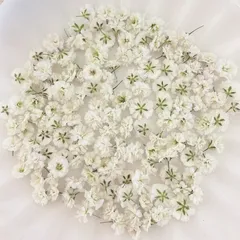 ホワイト かすみ草ドライフラワー 130粒