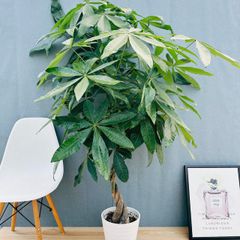 【高騰品種・レア稀少】1 サイカス シルバー 特選 蘇鉄 高騰品種・レア稀少】1 サイカス シルバー 特選 蘇鉄 【公式通販】