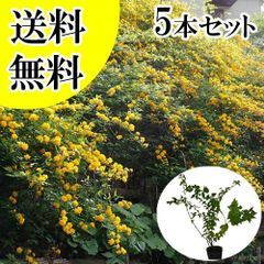 【未使用品】菜の花 なのはな 造花 50本セット (100本以上購入可♪) 未使用品】菜の花 なのはな 造花 50本セット (100本以上購入可