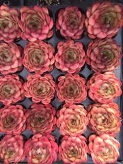 は*ん様 朱子玉 L456×105苗 土付き多肉植物 詰め合わせ エケベリア サ AAA 新入荷 朱子玉 LL1010×105苗 土付き 多肉植物 詰め合わせ