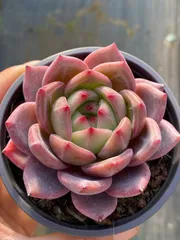 【18株の抜き苗セット】オレンジ　多肉植物　佐川急便発送　エケベリア　韓国苗　Z553