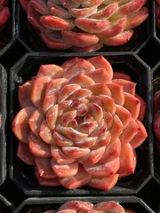 【50株の抜き苗セット】パープルクリスタル　多肉植物　佐川急便発送　エケベリア　韓国苗　Z576