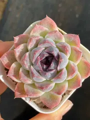 【50株の抜き苗セット】パープルクリスタル　多肉植物　佐川急便発送　エケベリア　韓国苗　Z577