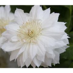 クレマチス グレーヴェ•エリック•ルース♥️希少品種 残り僅か - メルカリ