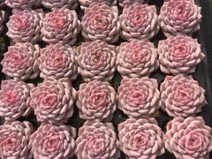 新発売　X365　恩寵　50苗セット　土と根付き　多肉植物　エケベリア　韓国苗　サボテン　詰め合わせ　寄せ植え