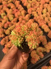 X371×50苗  土付き 新入荷 多肉植物 詰め合わせ エケベリア サボテン 韓国苗