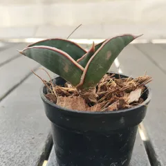 2026年最新】サンスベリア ロリダの人気アイテム - メルカリ