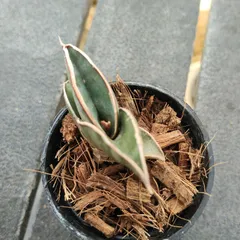 2026年最新】サンスベリア ロリダの人気アイテム - メルカリ