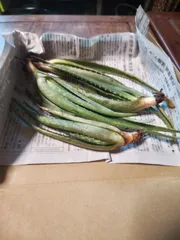 アロエベラ苗4本セット(発根確認済)