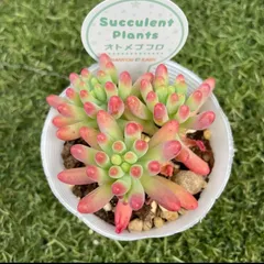 乙女心　多肉　根付き　抜き苗　オトメゴコロ　多肉植物