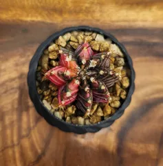 2026年最新】緋牡丹錦の人気アイテム - メルカリ