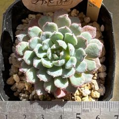 多肉植物 ピンクルルビー❣️抜き苗 - メルカリ