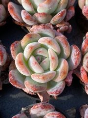 4株の抜き苗セット】イチゴアイス錦 多肉植物 佐川急便発送 エケベリア