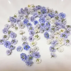 (01)かすみ草ドライフラワー100粒