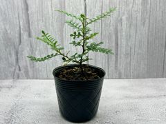 大苗・特別販売】琉球山椒（雄木＋雌木ペア）ロングポット苗セット