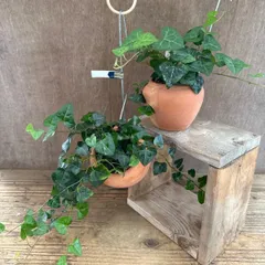 【サンプル】パルムポット ヘデラ サーク Hedera helix sark アイビー ヘリックス 観葉植物 観葉 植物 つる性植物 つる性 ハンギング インテリア プレゼント おしゃれ かわいい グリーン 母の日 父の日 誕生日 贈り物