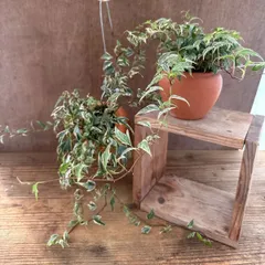 【サンプル】パルムポット  ヘデラ  タイニーフェザー Hedera helix 'Tiny Feather'﻿  観葉植物 観葉 植物 つる性植物 つる性 ハンギング インテリア プレゼント おしゃれ かわいい グリーン 母の日 父の日 誕生日 贈り物