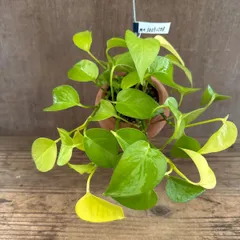 【パルムポット】ポトス ライム 現品　Epipremnum aureum lime オリジナル パルムポット  観葉植物 観葉 植物 珍奇植物 珍奇 珍しい レア 希少 つる性植物 つる性 ハンギング 吊るす 吊り下げ インテリア プレゼント