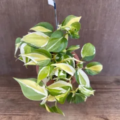 【パルムポット】フィロデンドロン 不明種 ① 現品 Philodendron  フィロデンドロン属 フィロデン 観葉植物 観葉 植物 つる性 ハンギング インテリア プレゼント かわいい おしゃれ グリーン
