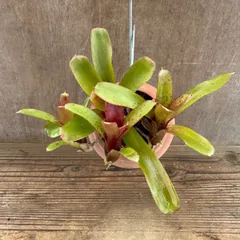 【 パルムポット 】ネオレゲリア ハイブリッド ① 現品 交配種 交配 Neoregelia hybrid 交配種 交配 現品 観葉植物 観葉 植物 珍奇植物 珍奇 珍しい レア 希少 タンクブロメリア ブロメリア アナナス ハンギング 吊るす  インテリア