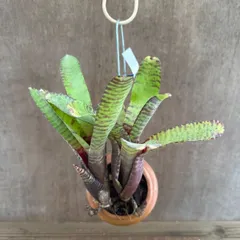 【 パルムポット 】ネオレゲリア ハイブリッド ⑥ 現品 交配種 交配 Neoregelia hybrid 交配種 交配 現品 観葉植物 観葉 植物 珍奇植物 珍奇 珍しい レア 希少 タンクブロメリア ブロメリア アナナス ハンギング 吊るす  インテリア