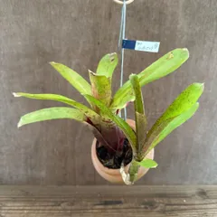 【 パルムポット 】ネオレゲリア ハイブリッド ② 現品 交配種 交配 Neoregelia hybrid 交配種 交配 現品 観葉植物 観葉 植物 珍奇植物 珍奇 珍しい レア 希少 タンクブロメリア ブロメリア アナナス ハンギング 吊るす  インテリア
