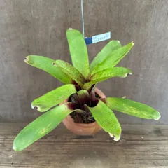 【 パルムポット 】ネオレゲリア ハイブリッド ③ 現品 交配種 交配 Neoregelia hybrid 交配種 交配 現品 観葉植物 観葉 植物 珍奇植物 珍奇 珍しい レア 希少 タンクブロメリア ブロメリア アナナス ハンギング 吊るす  インテリア