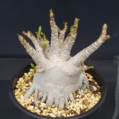 2026年最新】塊根植物の人気アイテム - メルカリ