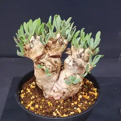 2026年最新】チレコドン 万物想の人気アイテム - メルカリ