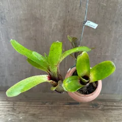 【 パルムポット 】ネオレゲリア ハイブリッド ④  現品 交配種 交配 Neoregelia hybrid 交配種 交配 現品 観葉植物 観葉 植物 珍奇植物 珍奇 珍しい レア 希少 タンクブロメリア ブロメリア アナナス ハンギング 吊るす  インテリア