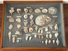 2026年最新】タカラガイ 標本の人気アイテム - メルカリ