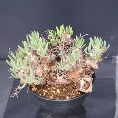 2026年最新】万物想の人気アイテム - メルカリ