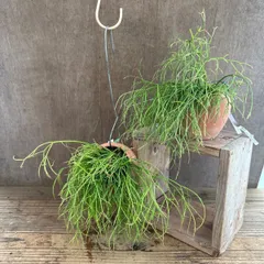 【サンプル】パルムポット　リプサリス カスッサ  Rhipsalis cassutha カスタ バッキフェラ 糸葦 イトアシ 森林サボテン ジャングルサボテン 観葉植物 観葉 植物  多肉植物 多肉 カクタス サボテン ハンギングにオススメ グリーン