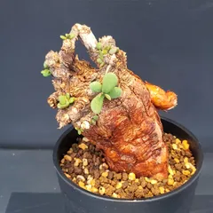 2026年最新】ピグマエア ベアルートの人気アイテム - メルカリ