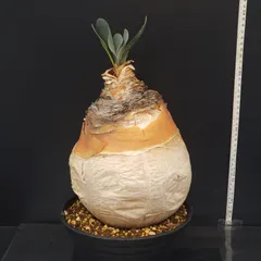 2026年最新】ブーファン ハエマンソイデスの人気アイテム - メルカリ