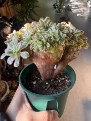 2026年最新】アエオニウム綴化の人気アイテム - メルカリ