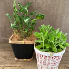 観葉2個セット　鉢カバー付き （シンゴニュウム 、アロマティカス）現品  インテリア プレゼント おしゃれ かわいい  グリーン  観葉植物 観葉 植物 インテリア プレゼントおしゃれ かわいい ミニ 小さい