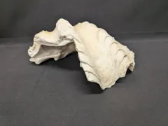 フランスニューカレドニア　特大貝殻