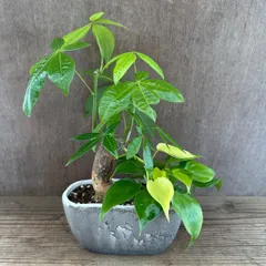 観葉植物　寄せ植え　パキラ　フィロデンドロン 不明種  パキラ フィロデンドロン フィロデン 観葉植物 観葉 植物 寄せ植 そのまま飾れる インテリア プレゼント かわいい おしゃれ グリーン 母の日 父の日 誕生日