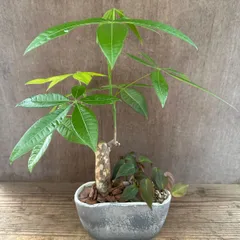 観葉植物　寄せ植え　パキラ フィロデンドロン ミカンス  パキラ  フィロデン 発財樹  観葉植物 観葉 植物 寄せ植え そのまま飾れる インテリア プレゼント かわいい おしゃれ グリーン 母の日 父の日 誕生日