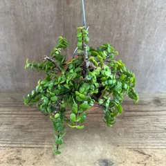 【現品】パルムポット  ポーチュラカリア  Portulacaria  カナボウノキ科 ポーチュラカリア属  観葉植物 観葉 植物  ハンギング インテリア プレゼント おしゃれ かわいい  グリーン