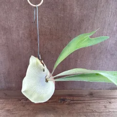 【パルムポット】コウモリラン ネザーランド ① 現品　ビカクシダ 麋角羊歯 プラティケリウム Platycerium netherlands  現品 観葉植物 観葉 植物 ハンギング 吊り下げ 吊るす インテリア グリーン