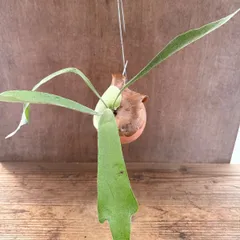 【パルムポット】コウモリラン ビフルカツム① ビカクシダ 麋角羊歯 プラティケリウム Platycerium bifurcatum  現品 観葉植物 観葉 植物 ハンギング 吊り下げ 吊るす インテリア グリーン