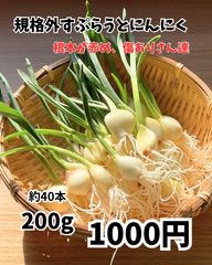 行者にんにく 2025年採り種10g(約900粒) 貴重な山菜を栽培【精選種子