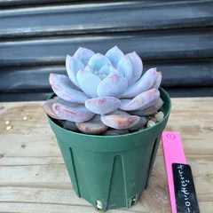 オレンジモンロー　*̣̩⋆̩多肉植物・エケベリア*̣̩⋆̩