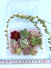 ☆多肉植物カット苗詰め合わせ❸番☆寄せ植えセット☆エケベリア小苗☆セダム☆ネックレス付き☆