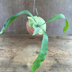 【パルムポット】コウモリラン ビフルカツム ② ビカクシダ 麋角羊歯 プラティケリウム Platycerium bifurcatum  現品 観葉植物 観葉 植物 ハンギング 吊り下げ 吊るす インテリア グリーン