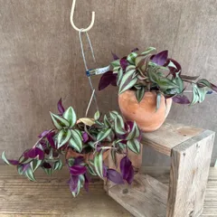 【サンプル】トラディスカンティア  ゼブリナ 1個 オリジナル パルムポット Tradescantia zebrinaトラディスカンチア トラデスカンチア 観葉植物 観葉 植物  つる性植物 つる性 ハンギング 吊るす 吊り下げ インテリア プレゼント