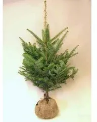 モミの木(もみの木）100センチ本物のクリスマスツリー樅の木★m