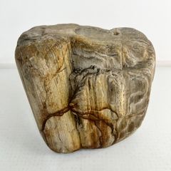 太古の森の息吹・固い意志と決断力】天然石・珪化木(ペトリファイド 